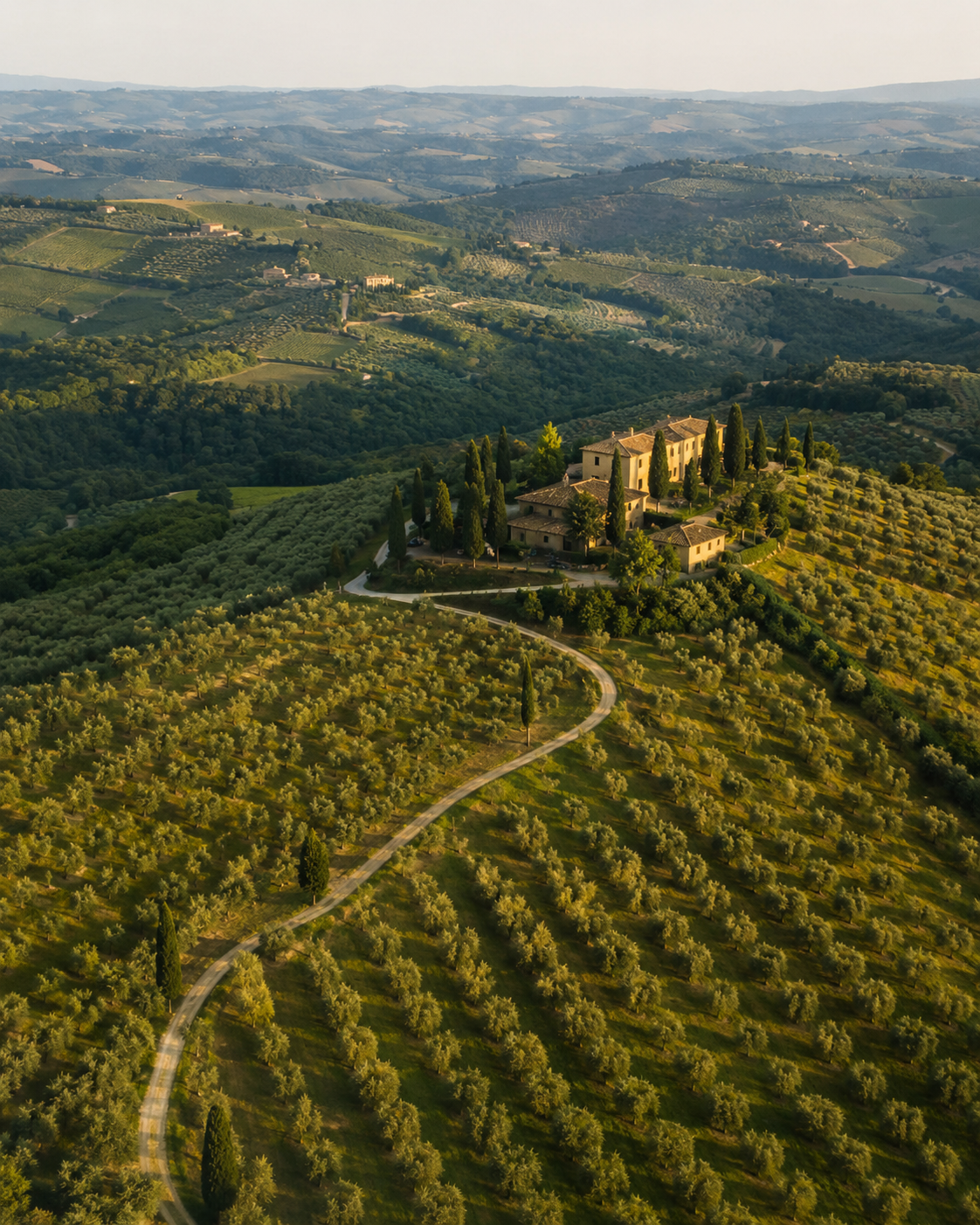 Oliveto toscano al tramonto con luce dorata tra le foglie